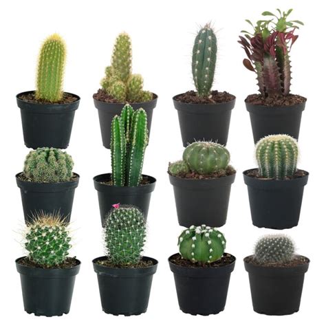 Lowes cactus plants - allen + roth18.75-in W x 23-in H Slate Rubber Traditional Indoor/Outdoor Planter. Shop the Collection. Find My Store. for pricing and availability. 150. Material: Rubber. Container Size: Large (25-65 quarts) Shape: Urn. Use Location: Indoor/Outdoor.